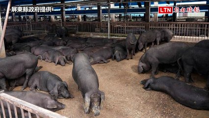 防堵非洲豬瘟！屏縣兵分5路稽查 首波98家廚餘養豬場