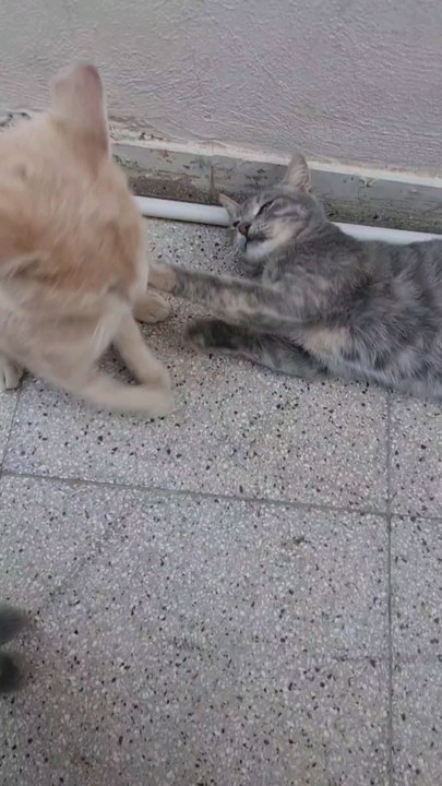 Hello cat lovers