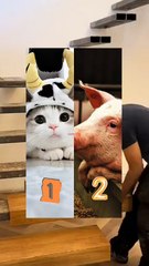 Tangga Melayang Modern | Ide Desain Rumah Minimalis 2025