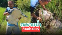 เจอตะพาบน้ำตัวอย่างใหญ่ในทุ่งนา