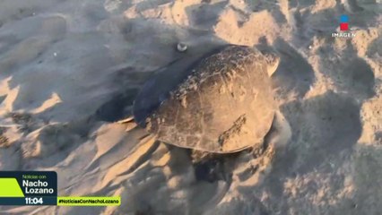 Llegan 223 mil tortugas golfinas a Playa Morro Ayuta, en Oaxaca