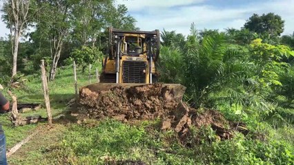 Road Service Efficiency with D6R XL Bulldozer in Palm Oil Plantations