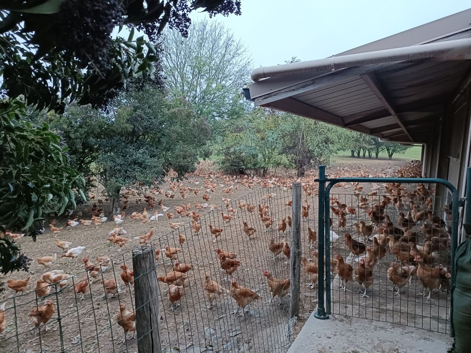 Les élevages de poulets de Loué face à la menace de grippe aviaire en Sarthe