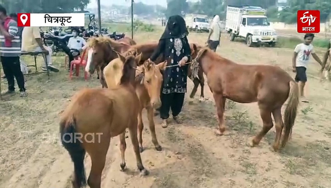 चित्रकूट में लगा गधों का ऐतिहासिक मेला, लॉरेंस विश्नोई की कीमत के आगे फीके पड़े सलमान