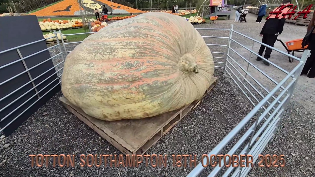 THE BIGGEST PUMPKIN IN THE WORLD IN TOTTON SOUTHAMPTON UK