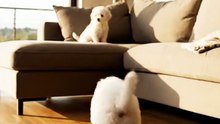 A heartwarming  slow motion video captures two impossibly fluffy white puppies likely Maltese or Bic