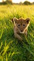 Young lion cub  #lion