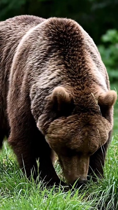 The scene opens with the bear in profile  its mouth slightly open as if panting or sniffing the air
