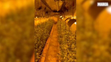Desmantelan una plantación de marihuana escondida tras una estantería