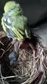 Cuckoo Chick Pushes Out Older Nest Mate