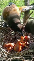 Cuckoo Chick Pushes Out Older Nest Mate