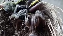 Cuckoo Chick Pushes Out Older Nest Mate