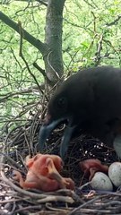 Cuckoo Chick Pushes Out Older Nest Mate