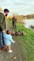 Old Lady’s Cats Go Wild After Kid Throws Ball in the Lake 😂🐱