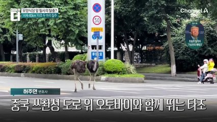 보양식당 앞 필사의 탈출?…‘시속 40km’ 타조 두 마리 질주