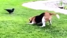 Confused animals2