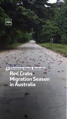 Red Crabs Migration Season in Australia