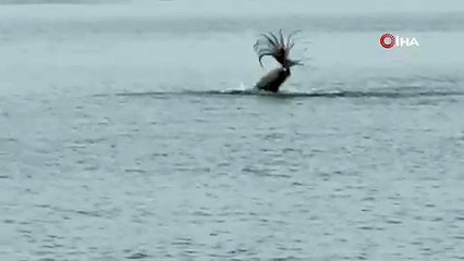 Çeşme sahilinde nefes kesen mücadele: Akdeniz foku ve ahtapot kapışması!