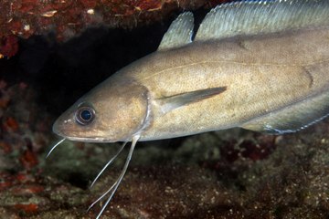 Zengin su altı canlı çeşitliliği ve batıklar: İşte böyle görüntülendi!