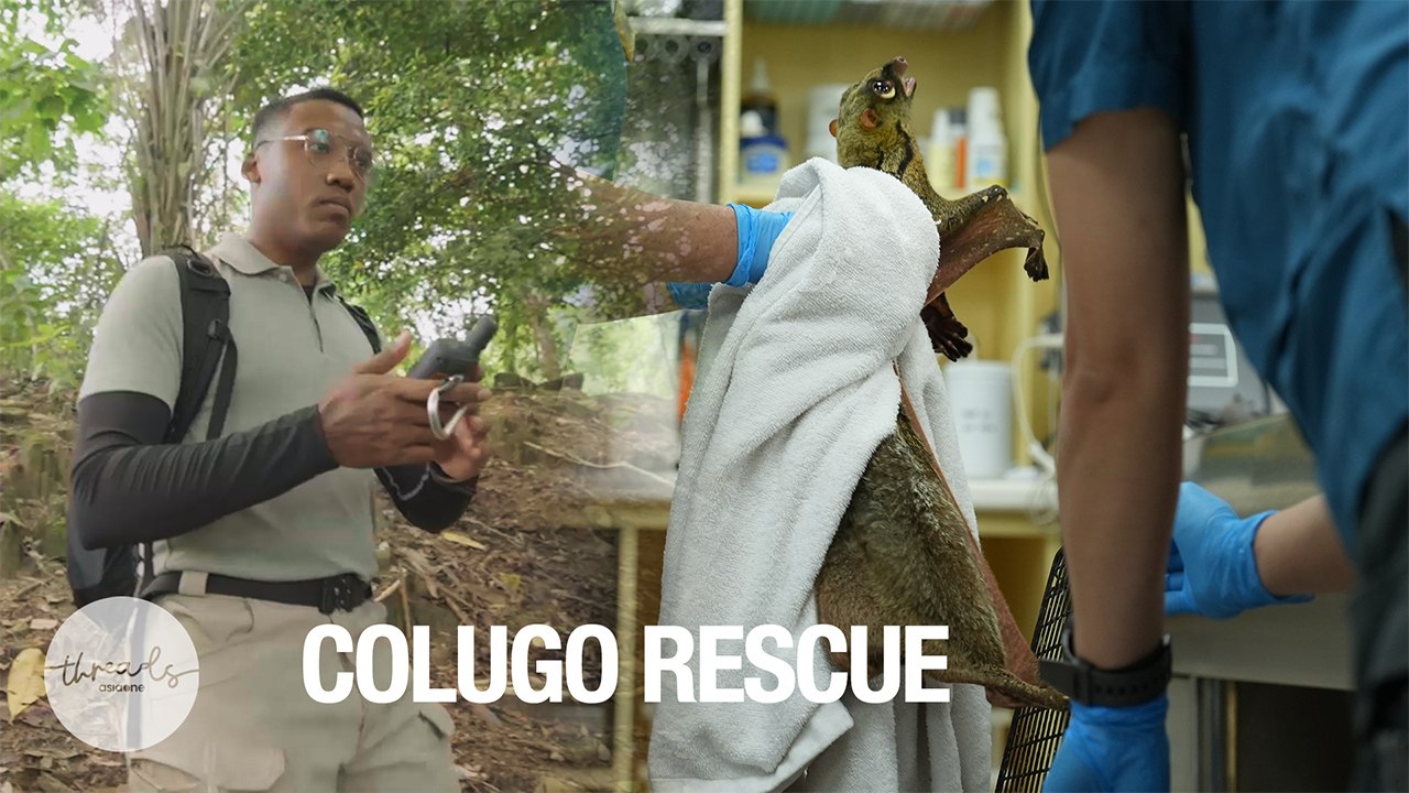 Rescuing and protecting Singapore’s wildlife | A Wilder Tomorrow