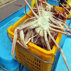 We sell 8,000 per month! Fresh Giant king crab, lobster