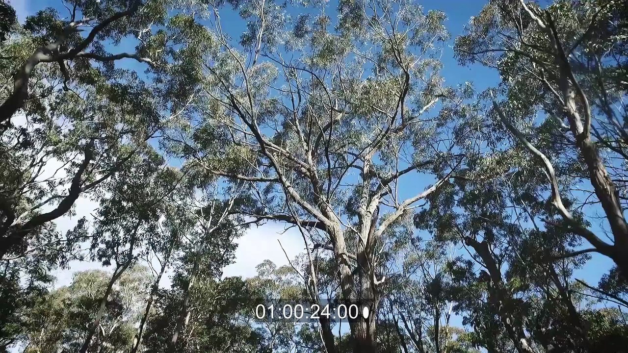 Trailer : LA LUTTE COREEDA EN AUSTRALIE
