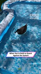 Duck Moonwalks on Water — The Hilarious Daredevil You Must See!|| Heartsome 💖