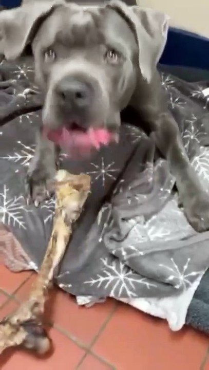 RSPCA animals in need of loving Lancashire homes