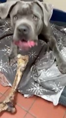 RSPCA animals in need of loving Lancashire homes