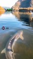 white sturgeon fish 🐟 Up to 6 meters long