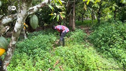 Green by tradition: Africa's path to lower carbon footprint