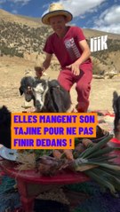 🇲🇦Un tajine ? Pas sans les chèvres ! 🐐