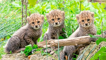 Geparden-Nachwuchs im Tiergarten Schönbrunn