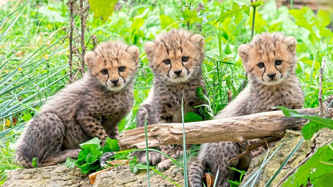 Geparden-Nachwuchs im Tiergarten Schönbrunn