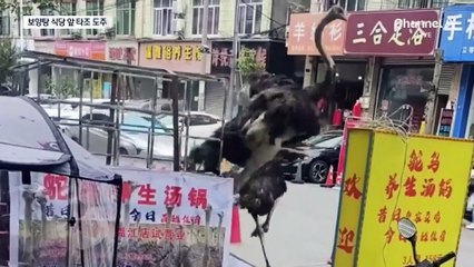 보양탕 식당 앞서 필사의 탈출…타조 두 마리 도심 활보