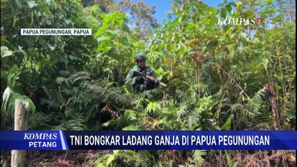 TNI Temukan Ladang Ganja di Papua Pegunungan, 740 Pohon Dicabut | KOMPAS PETANG