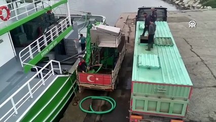 Sinop'ta 20 tekne, tonlarca hamsiyle limana geldi