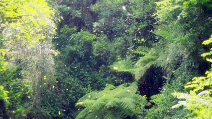 ADAM'S SHOES PICCADILLY