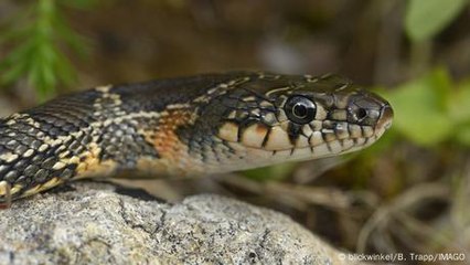 Snake invasion threatens Mallorca’s wildlife