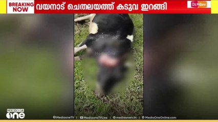 'പശുവിനെ കൊന്ന് കടുവ'