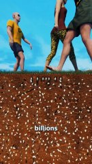 InShot_20251023_163111035How Cicada Broods Work 🤔