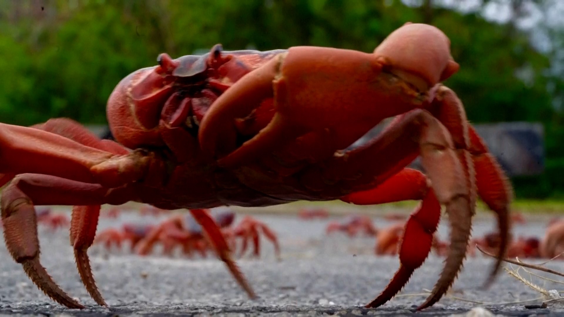 Millones de cangrejos rojos migratorios cruzan la isla Christmas para llegar al océano