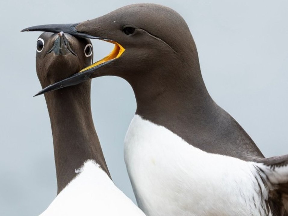 Unglaublich lustig: Das sind die witzigsten Tierfotos des Jahres