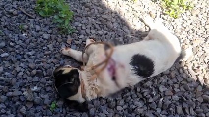 Pitbulls invadem lote e matam filhote de cachorro no Cascavel Velho