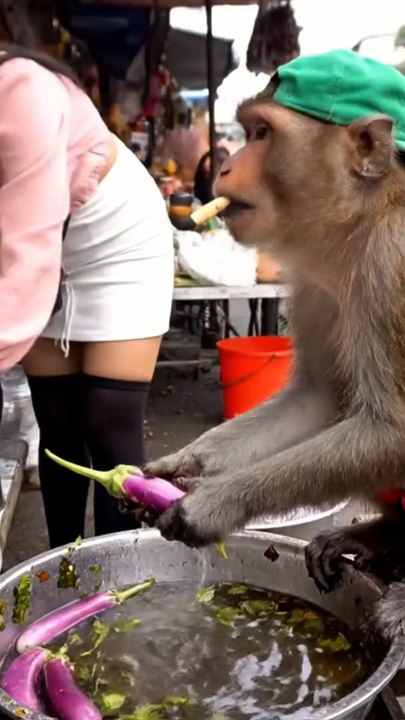 monkey chef