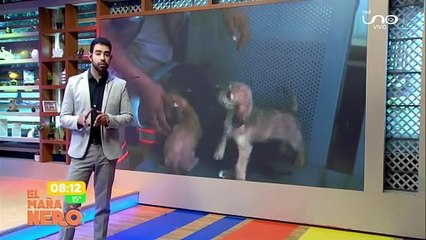 Cachorritos rescatados del mercado La Pampa: se encuentran en observación
