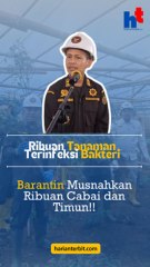 Ribuan Tanaman Terinfeksi Bakteri, Barantin Musnahkan Ribuan Cabai dan Timun!!