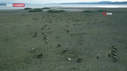 Kuruyan Büyükçekmece Gölü, koyun sürülerine kaldı