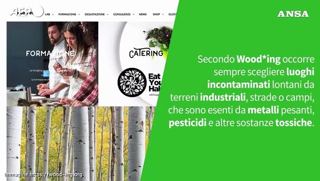 Ansa VERIFIED - E' vero che si puo' mangiare l'Albero di Natale?