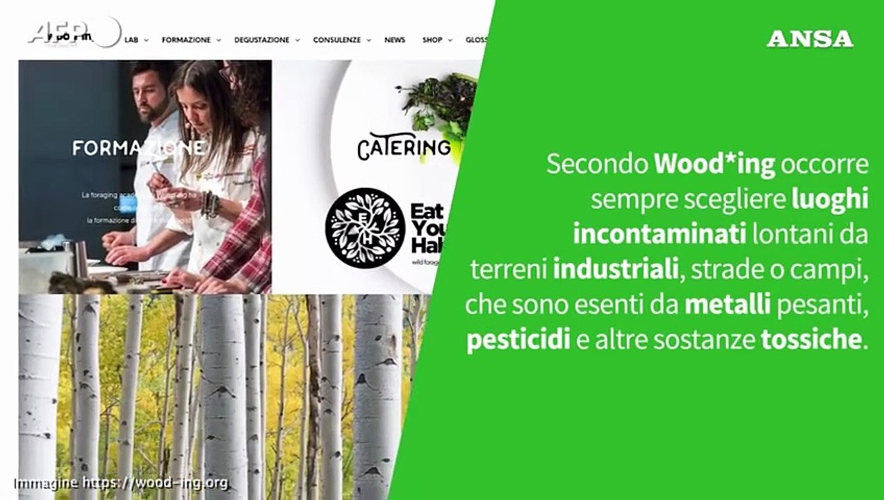 Ansa VERIFIED - E' vero che si puo' mangiare l'Albero di Natale?